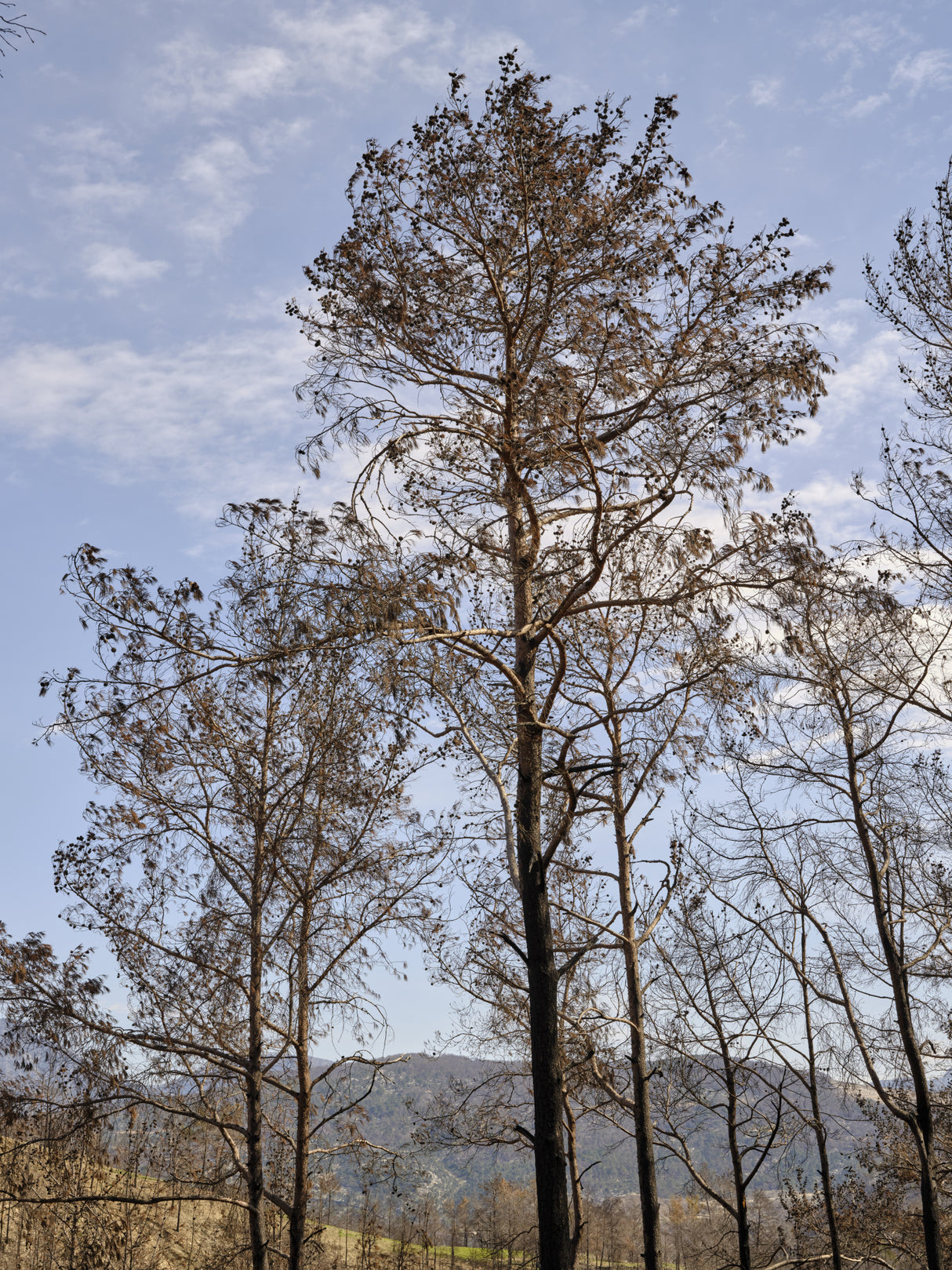 burnt trees and sky background Poster och Canvastavla