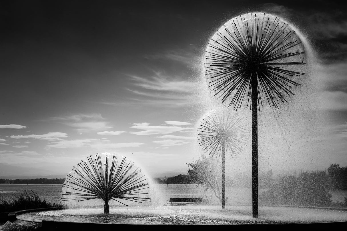 Dandelions Poster och Canvastavla