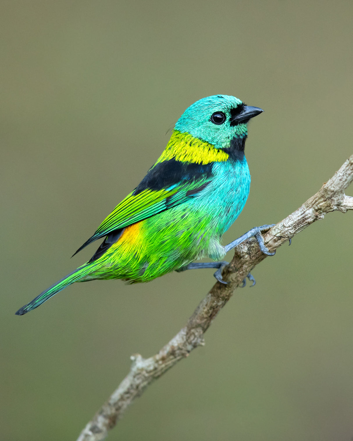 Green-headed tanager Poster och Canvastavla