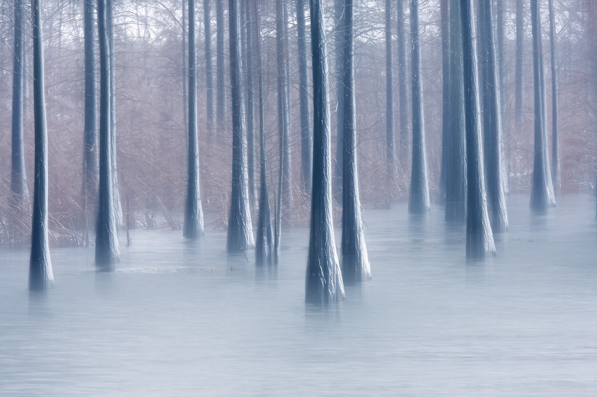 Woods in winter Poster och Canvastavla