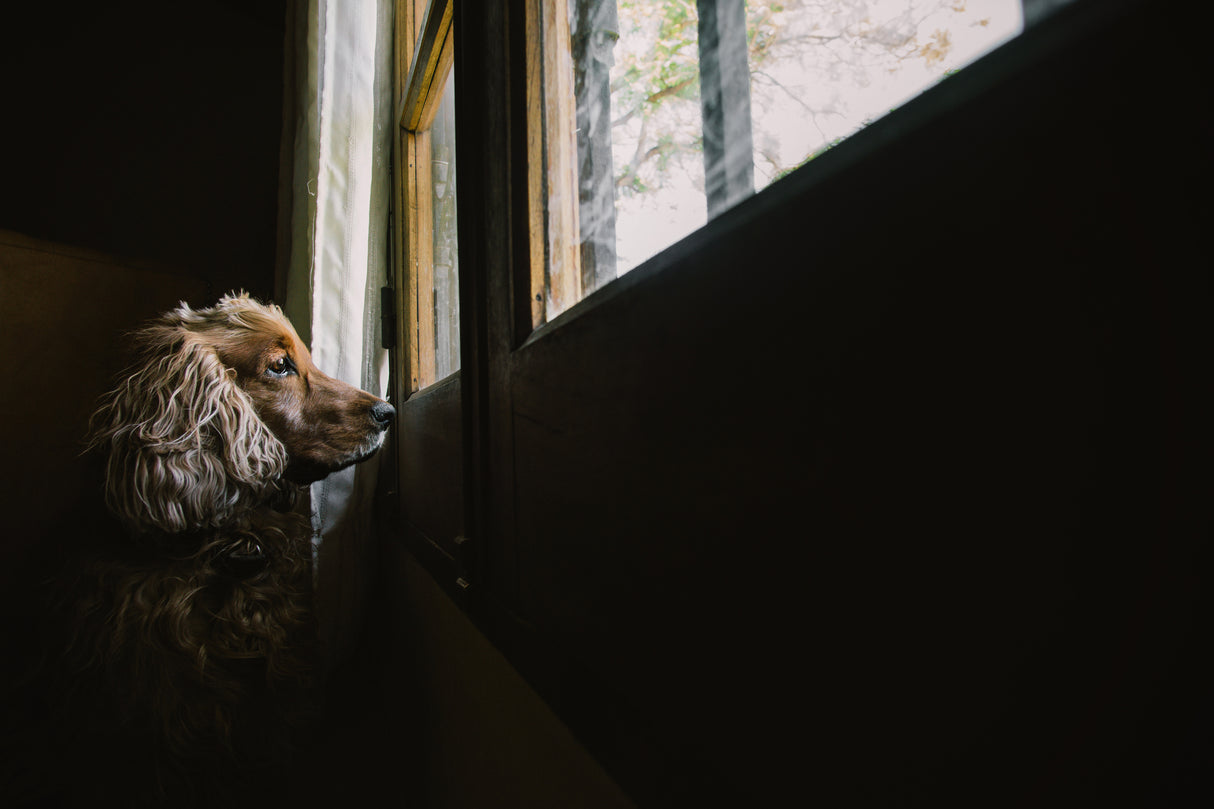 Toby patiently waiting for my mum to come back home. Poster och Canvastavla