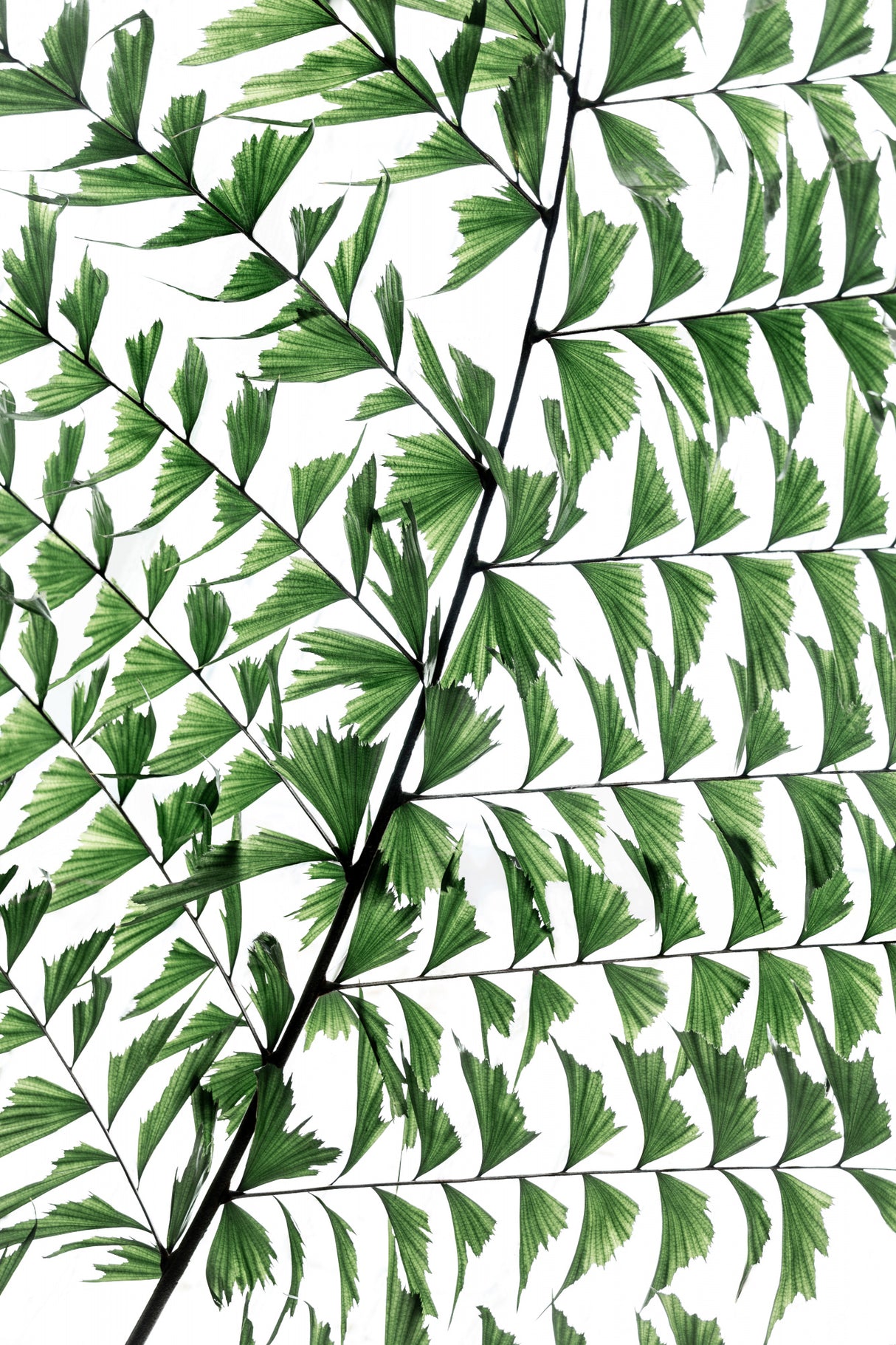Summer Branches 4 Poster och Canvastavla