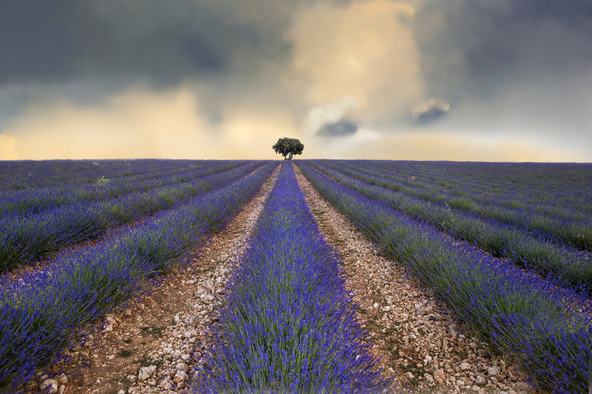 Lavender field Poster och Canvastavla