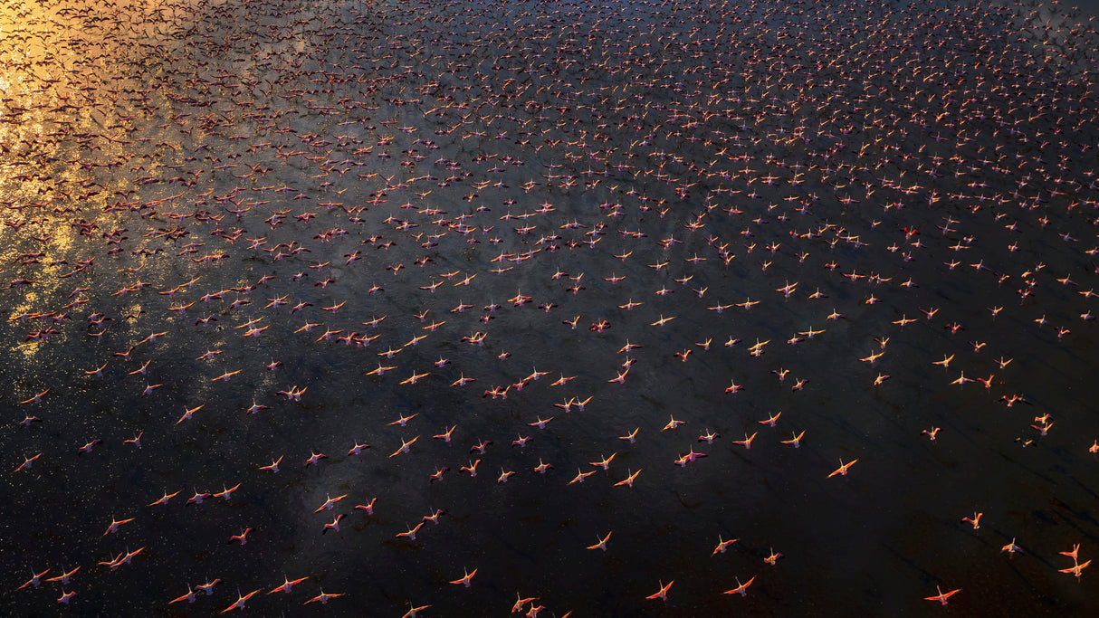 Flamingo Poster och Canvastavla
