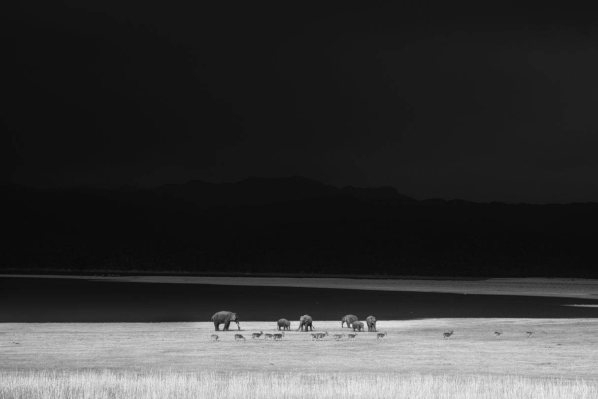 monochrome moods Poster och Canvastavla