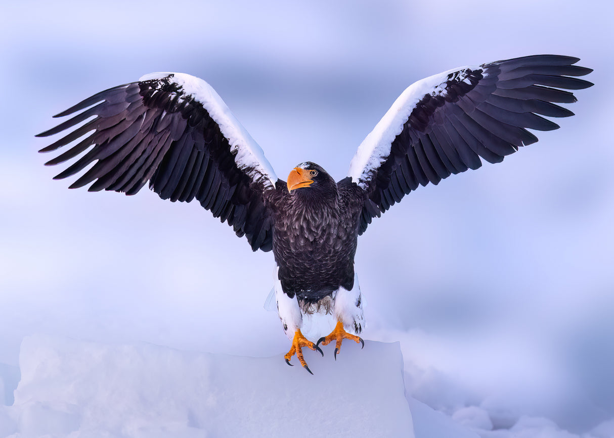 Sea Eagle in Hokkaido Poster och Canvastavla