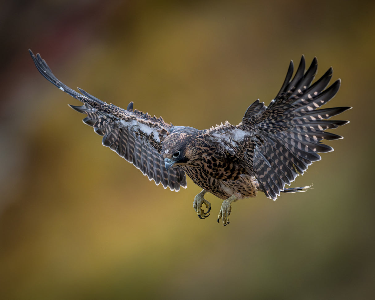 First Test Flight - One of 4 Baby Peregrine Falcons Poster och Canvastavla