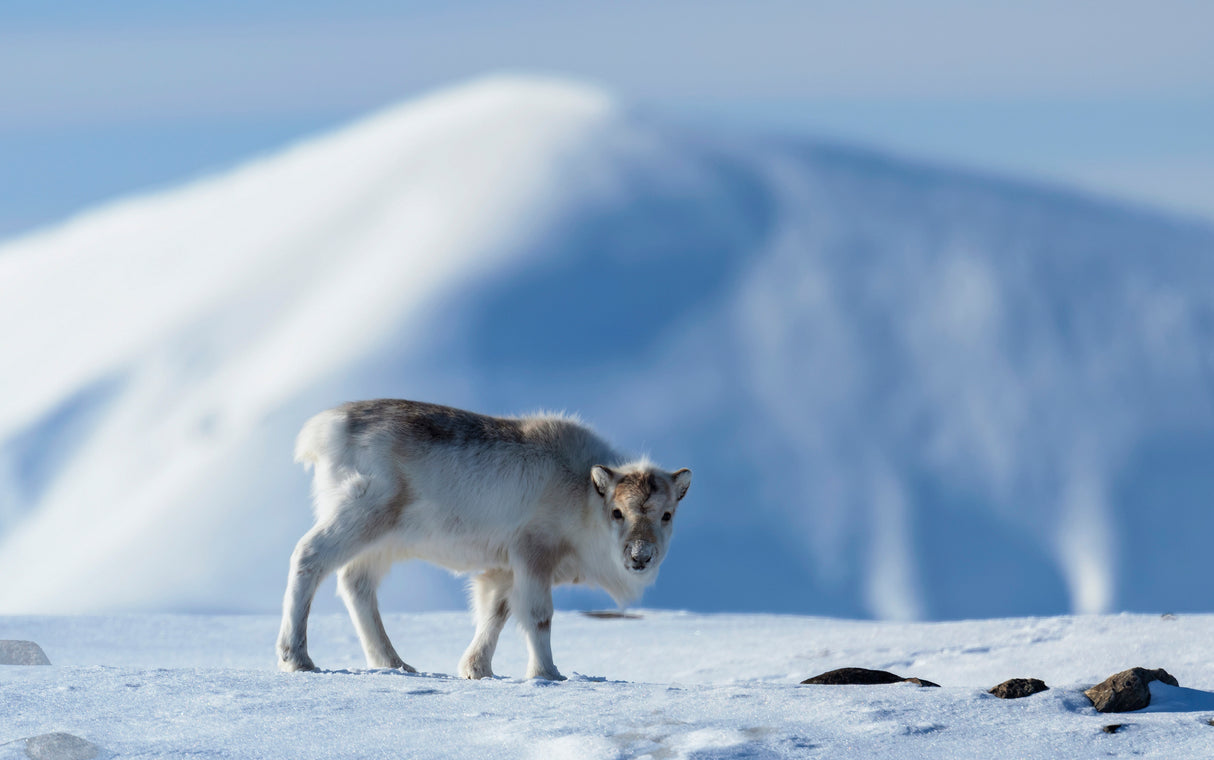 Arctic deer Poster och Canvastavla