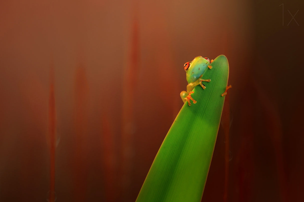 "Hiding" Poster och Canvastavla