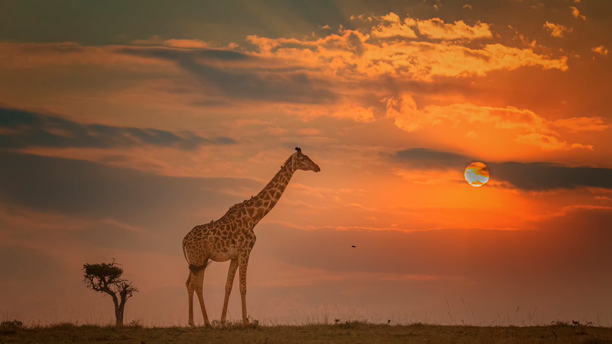 Walk with Sunset Poster och Canvastavla