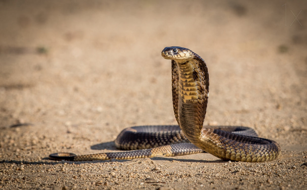 Spitting cobra in strike pose. Poster och Canvastavla