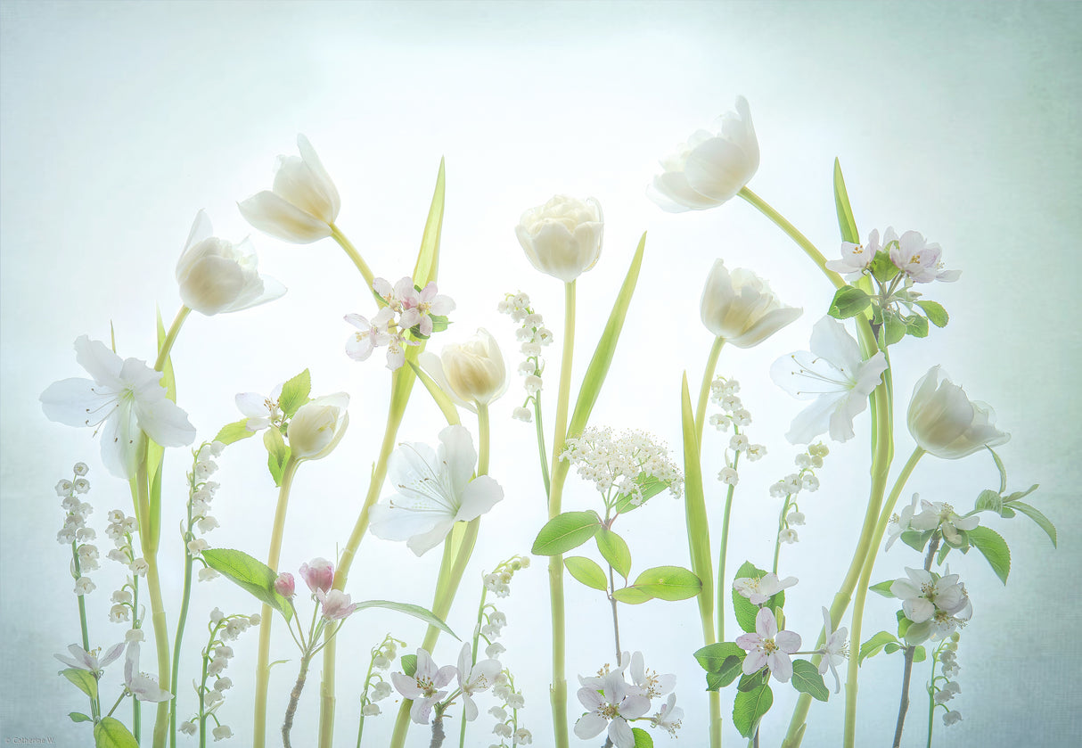 White Spring Poster och Canvastavla