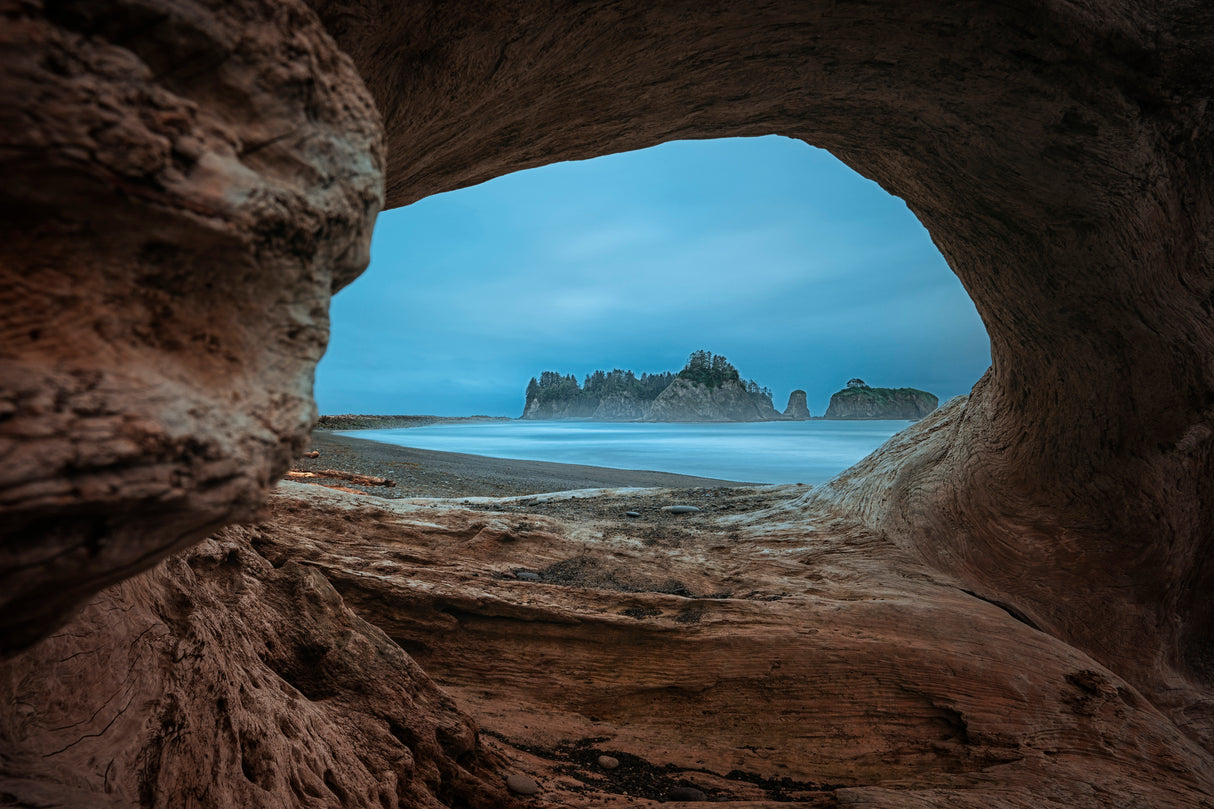 View from a Hollow Tree Poster och Canvastavla