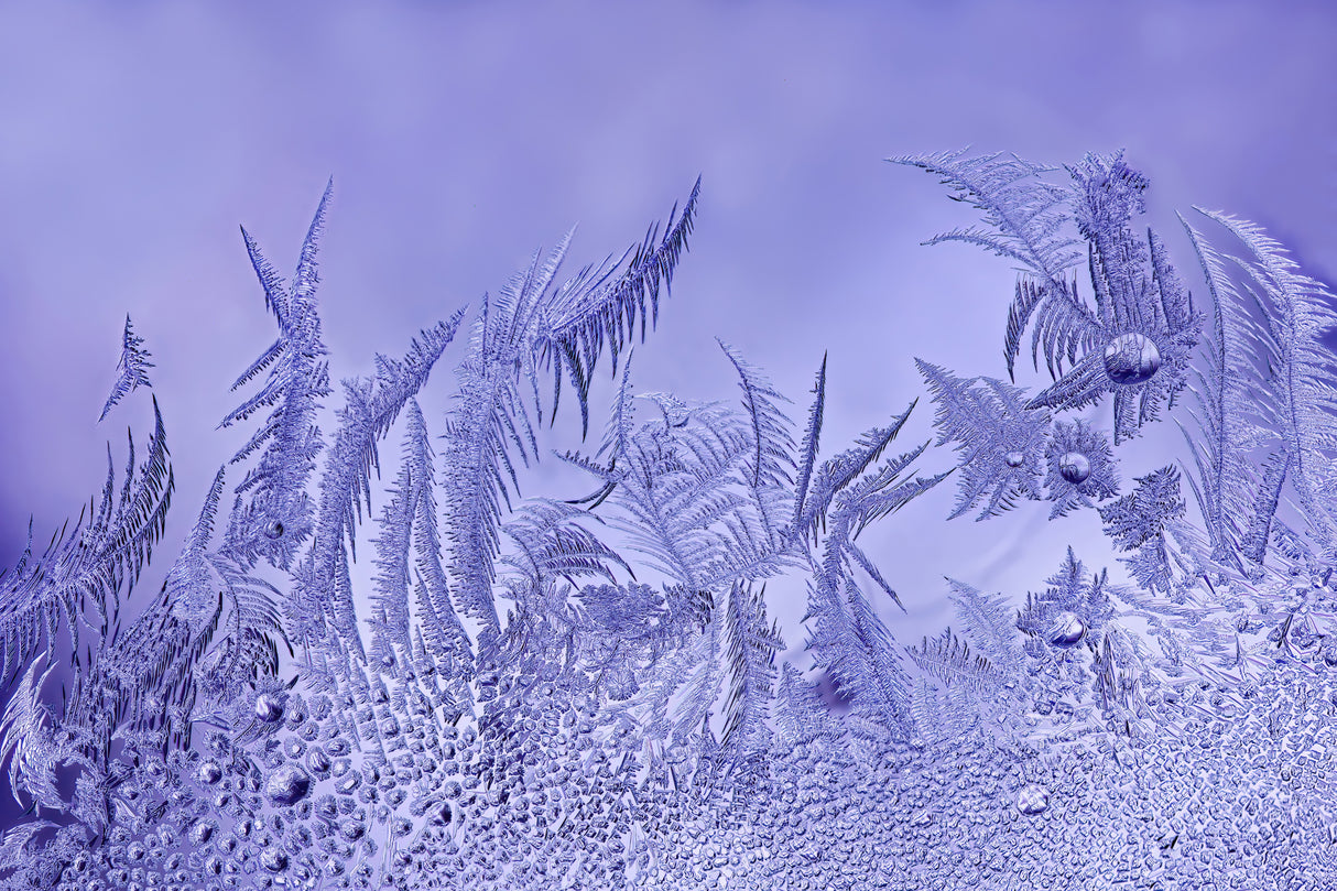 A Garden of Frost Poster och Canvastavla