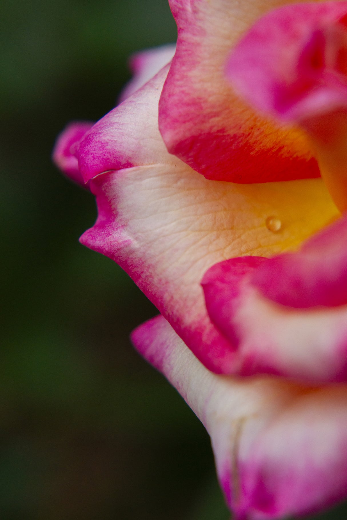 close-up of a rose Poster och Canvastavla