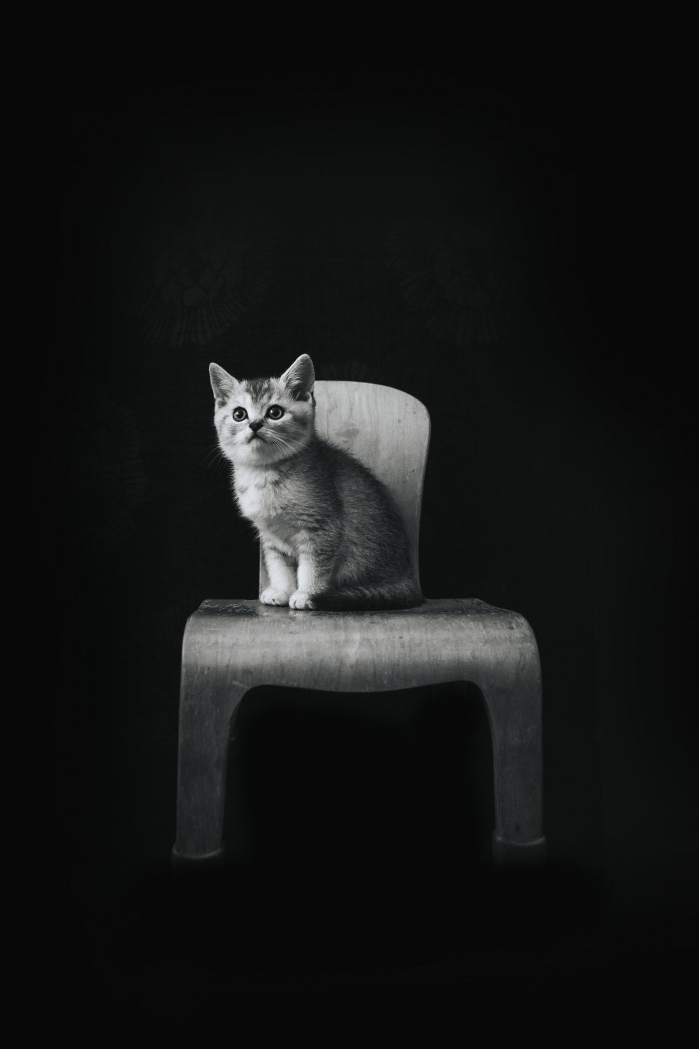 ... ::: The Cat ::: ... Poster och Canvastavla