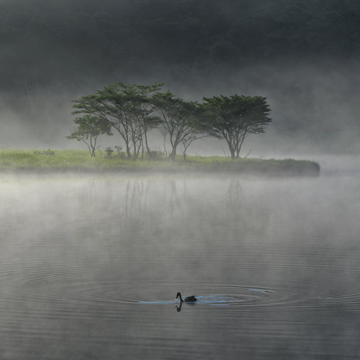 A morning shrouded in mist Poster och Canvastavla
