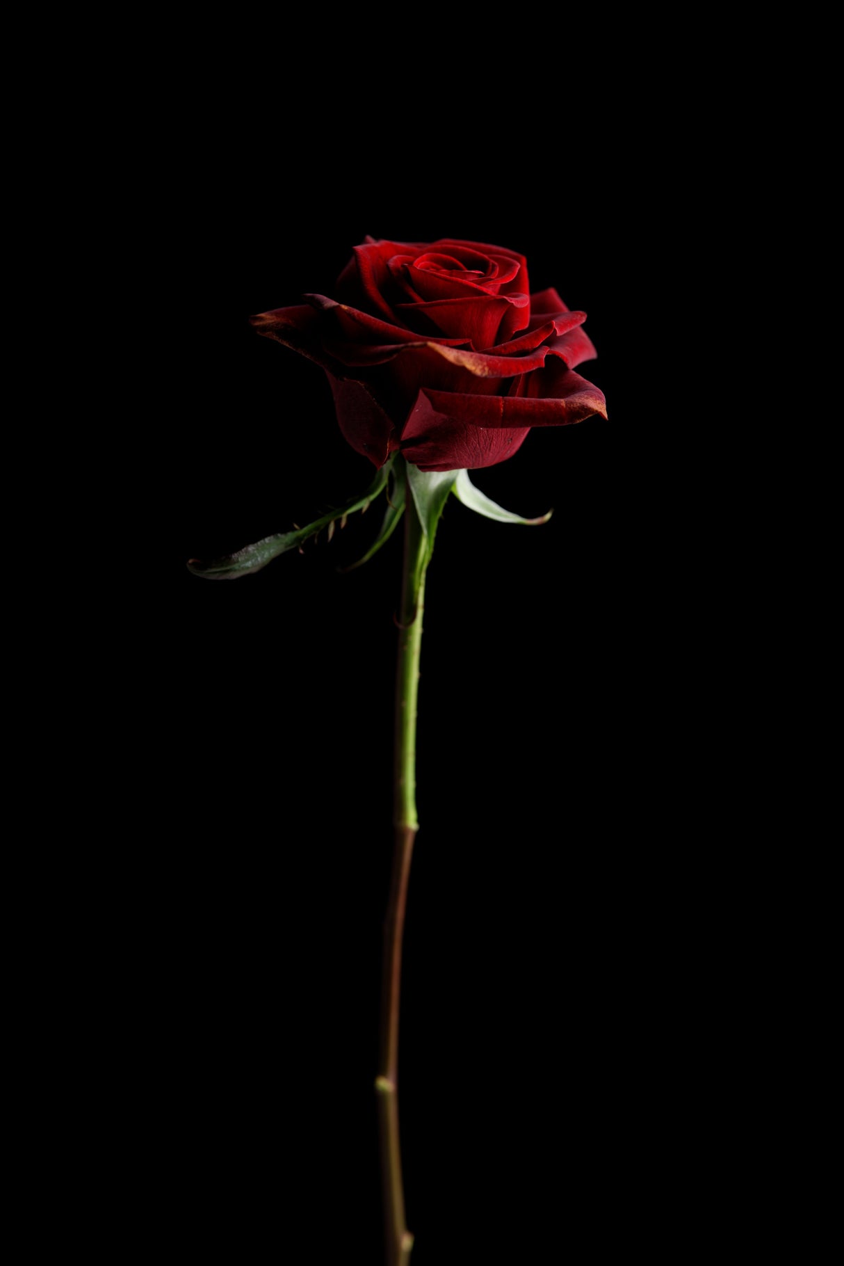red rose Poster och Canvastavla