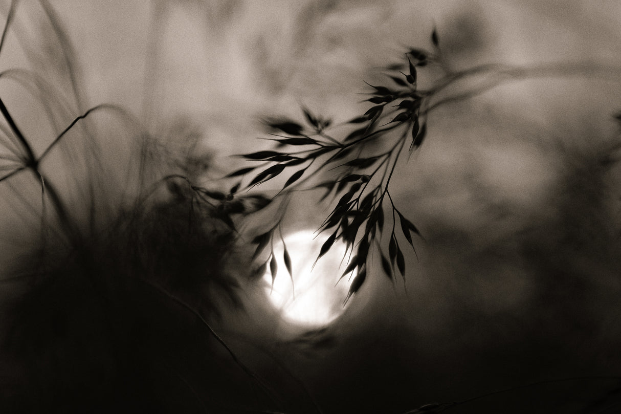 Moonlight sonata Poster och Canvastavla