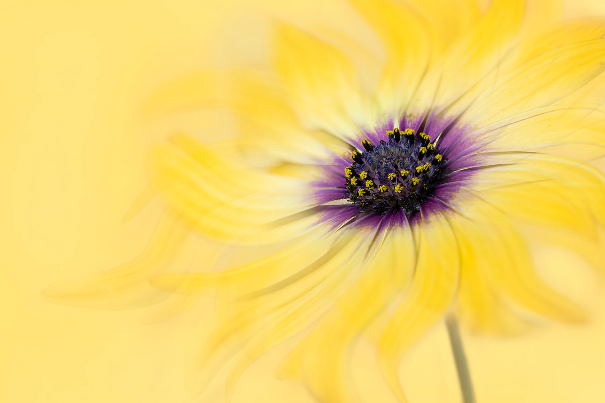 Golden Daisy Poster och Canvastavla