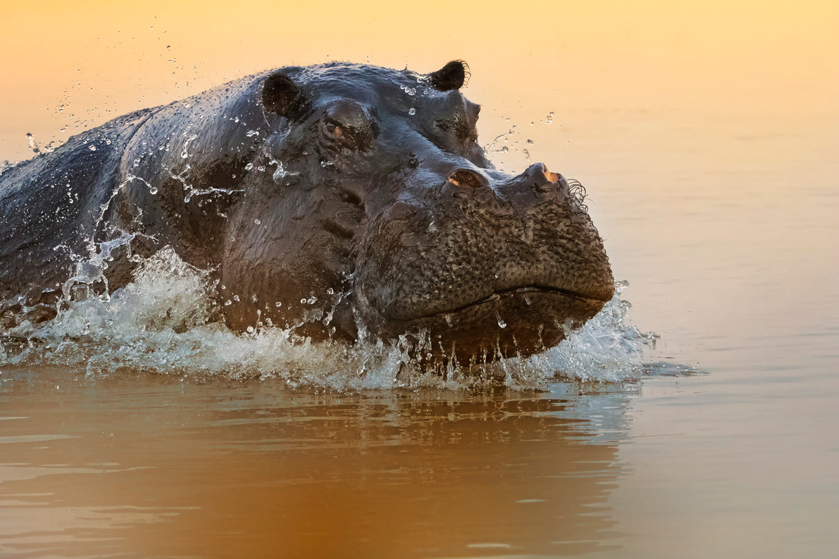 The rise of the hippo Poster och Canvastavla