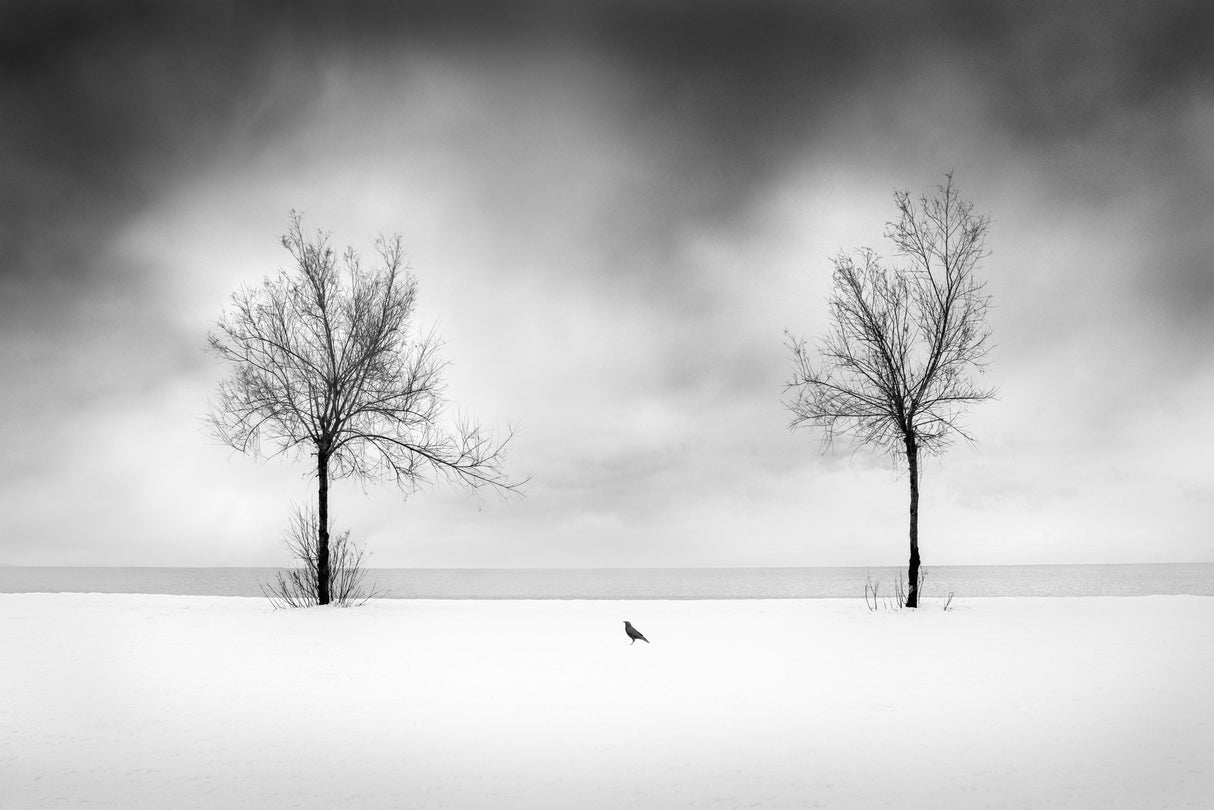 Snow on the Beach Poster och Canvastavla