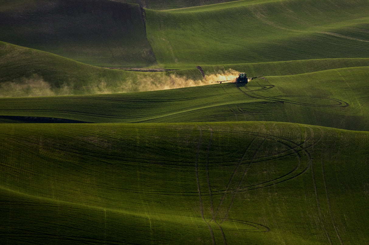 wheat field in Spring Poster och Canvastavla