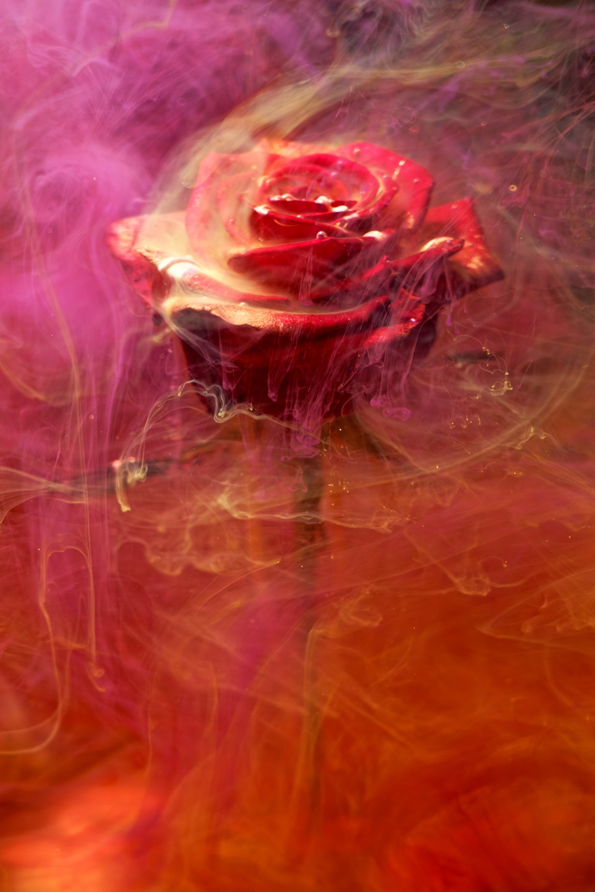 red rose and ink in water Poster och Canvastavla
