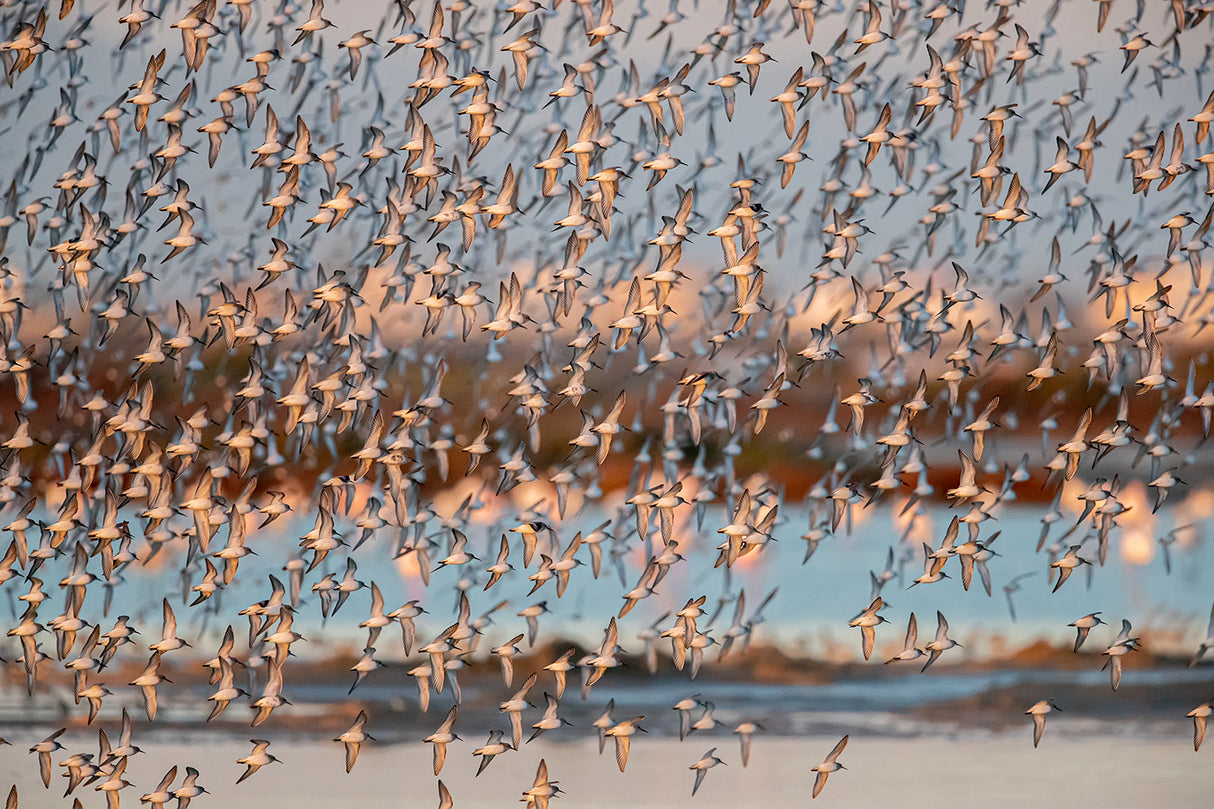 Calidris Poster och Canvastavla