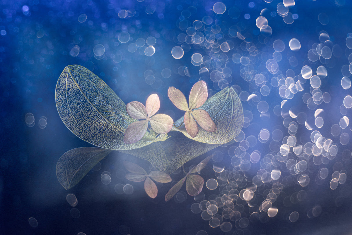 Fairytale fantasy Poster och Canvastavla