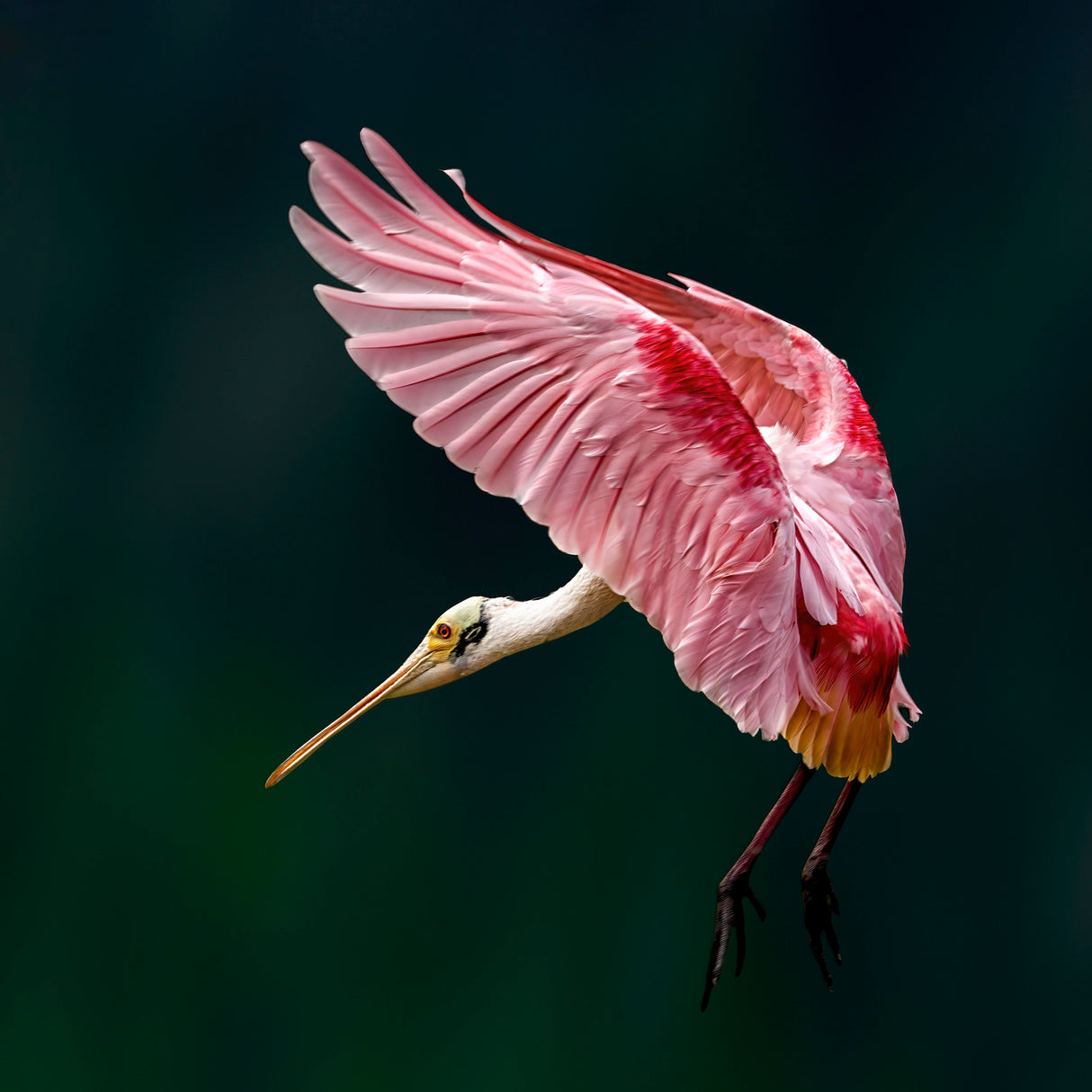 Portrait of a Spoonbill Poster och Canvastavla
