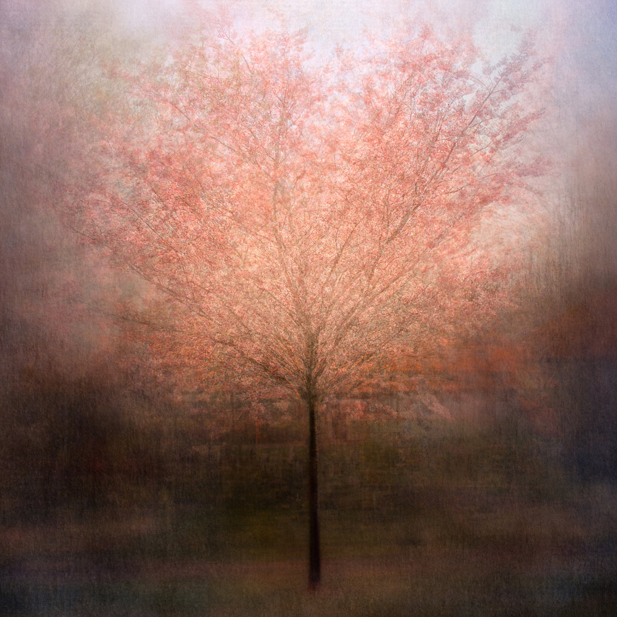 Dream come true Poster och Canvastavla