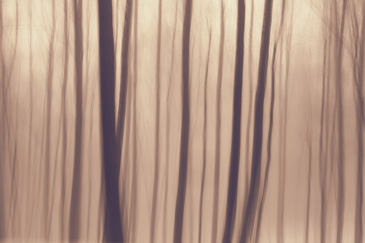 Trees In Forest 9 Poster och Canvastavla