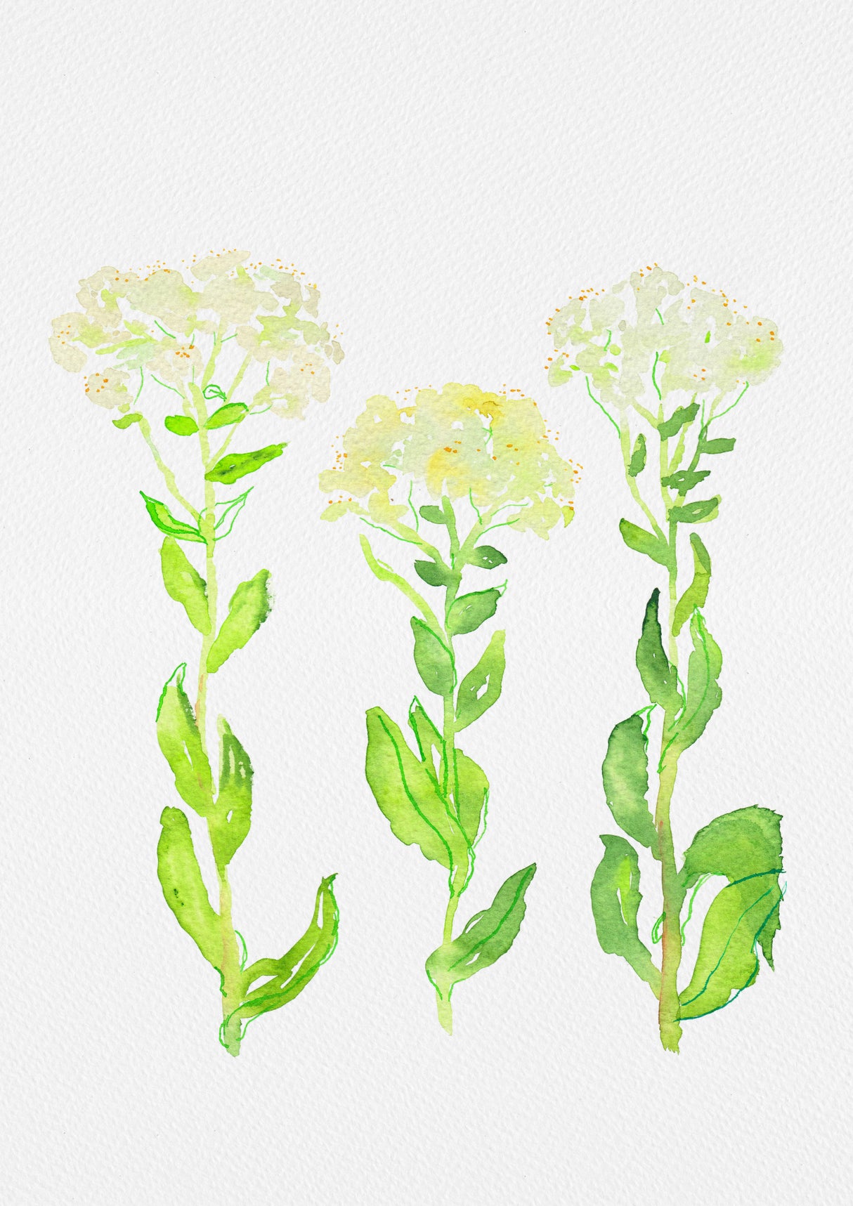 Hoary cress or Lepidium draba botanical painting Poster och Canvastavla
