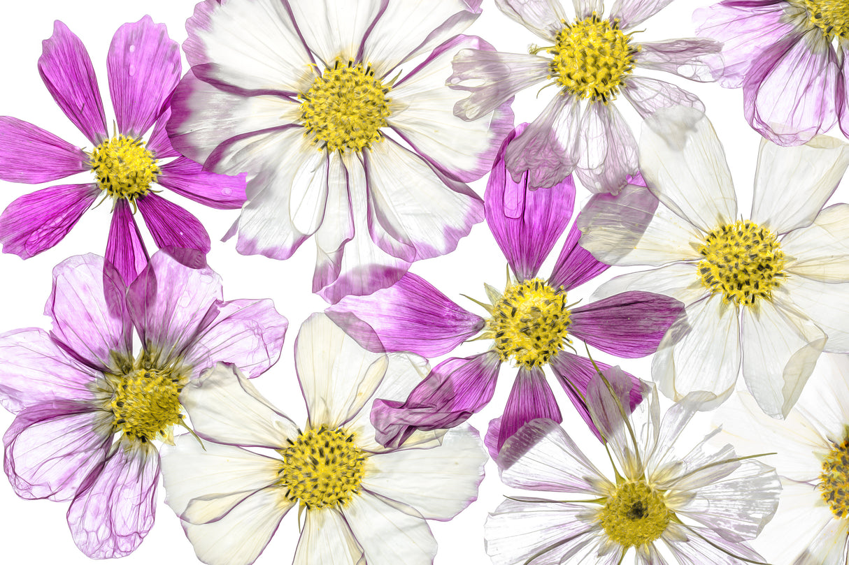 Keeping Summer Poster och Canvastavla