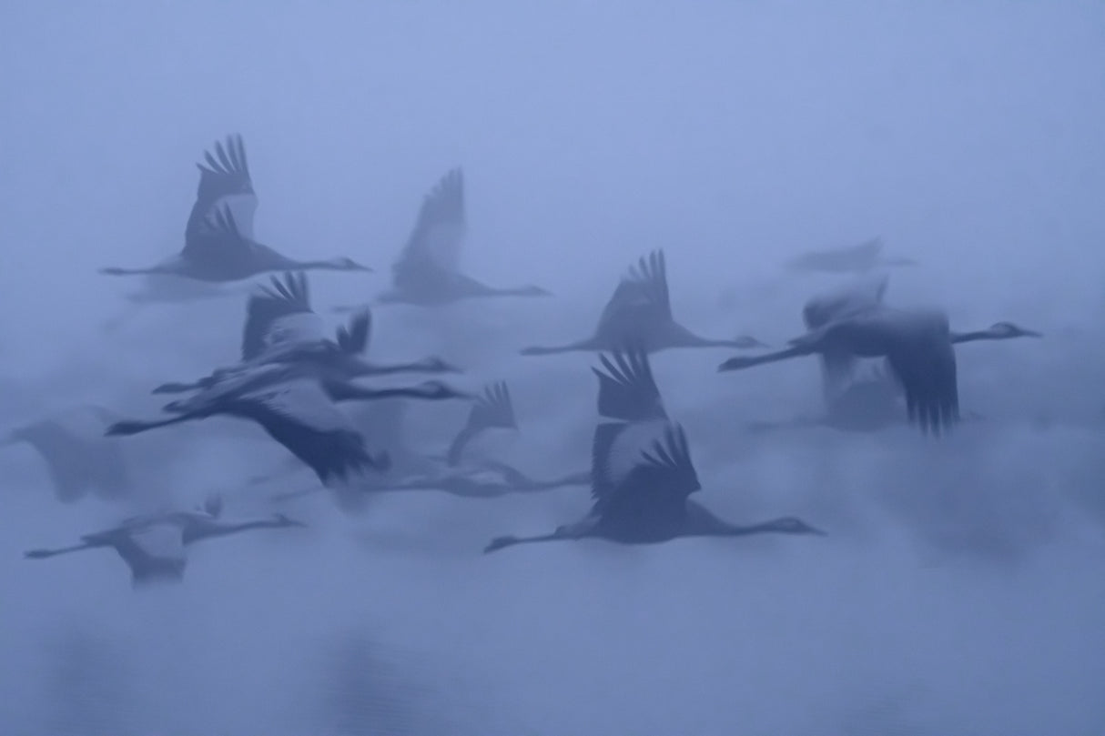 Cranes in the fog Poster och Canvastavla