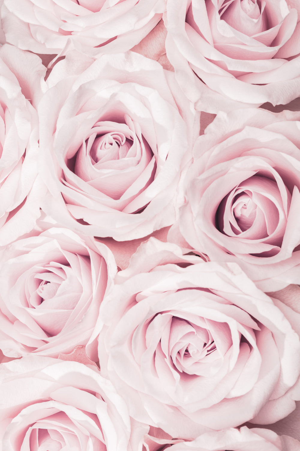 Pink Roses No 02 Poster och Canvastavla