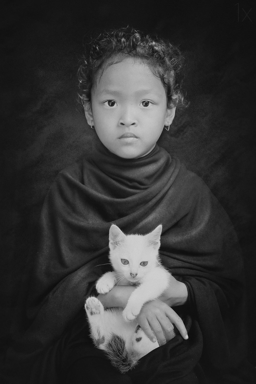 My White Cat Poster och Canvastavla