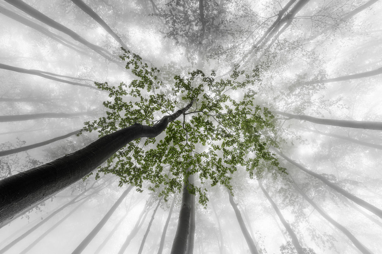 Green leaves Poster och Canvastavla