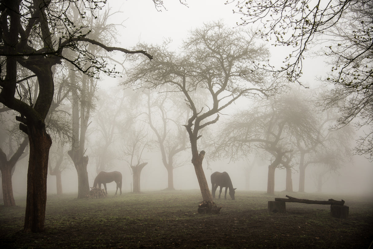 Horses in a foggy orchard Poster och Canvastavla