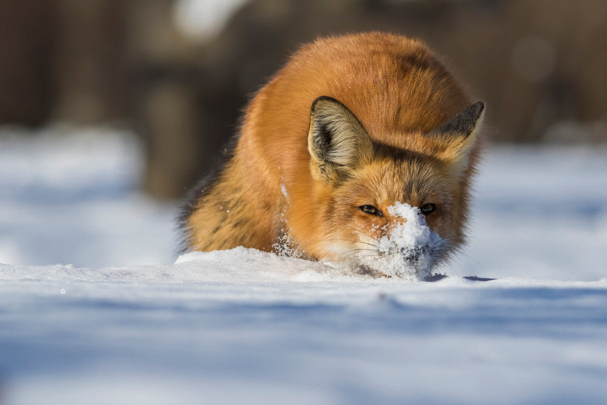 The Snow Hunter Poster och Canvastavla