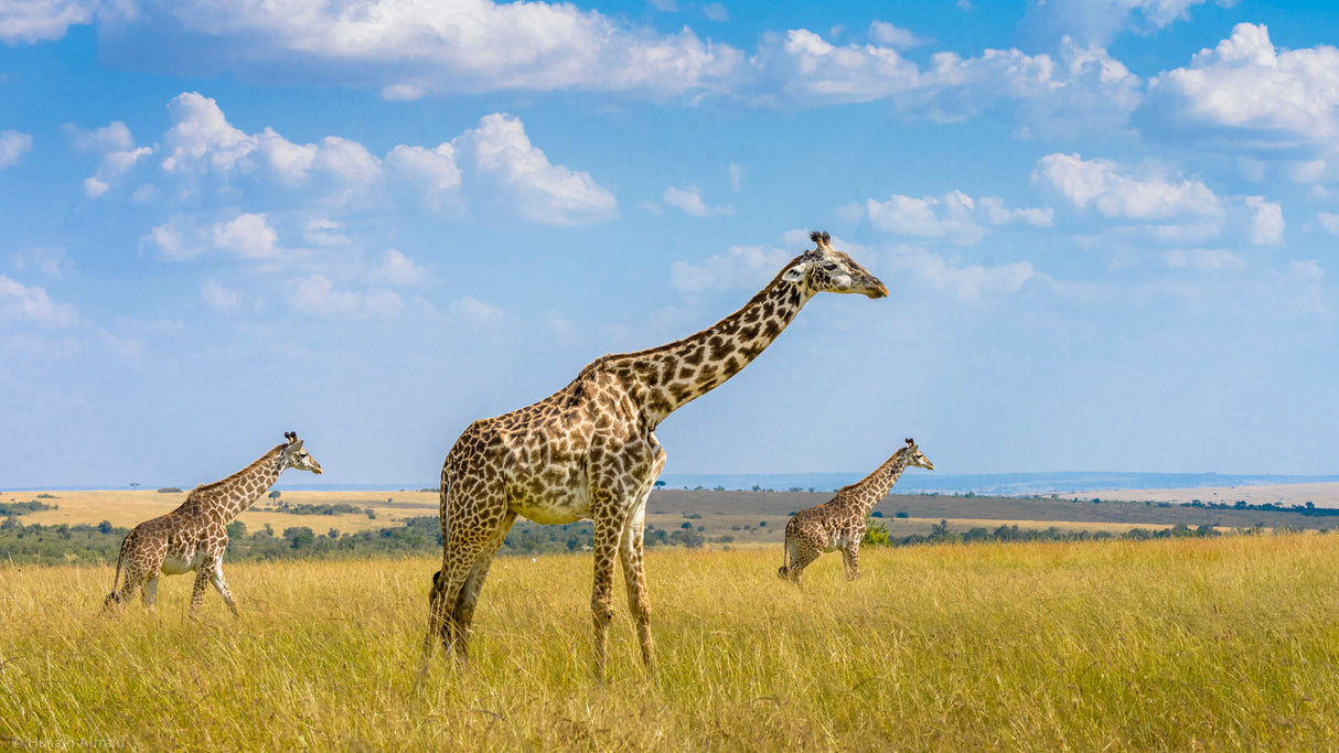 Trio Giraffes Poster och Canvastavla