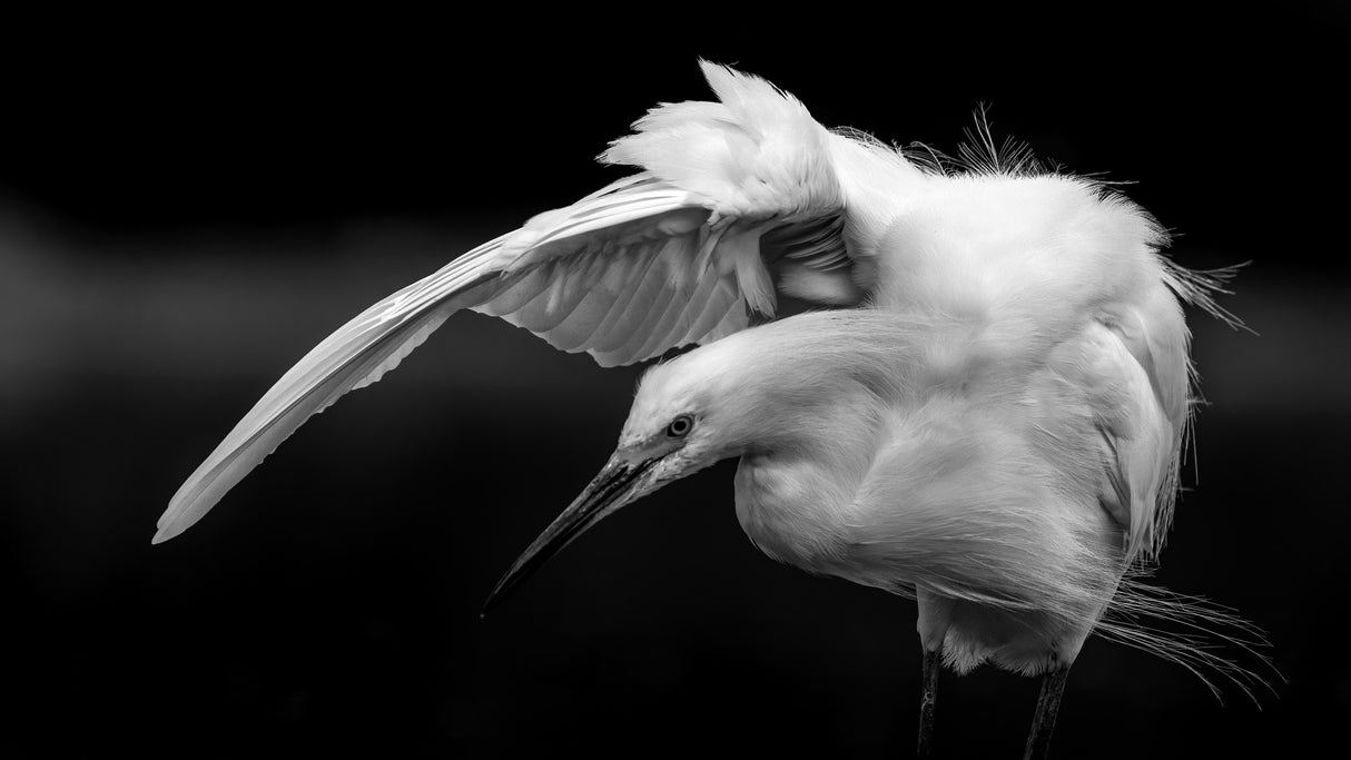 Snowy Egret B&W Poster och Canvastavla