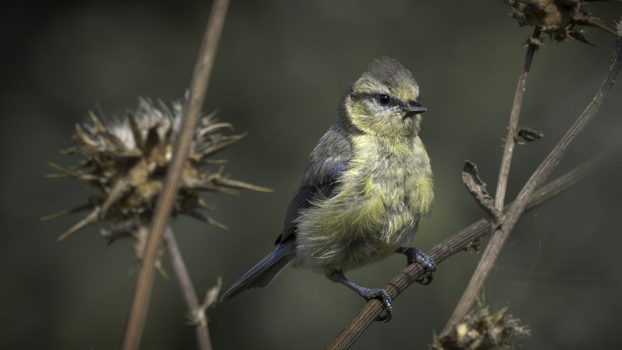 Mésange bleue Poster och Canvastavla