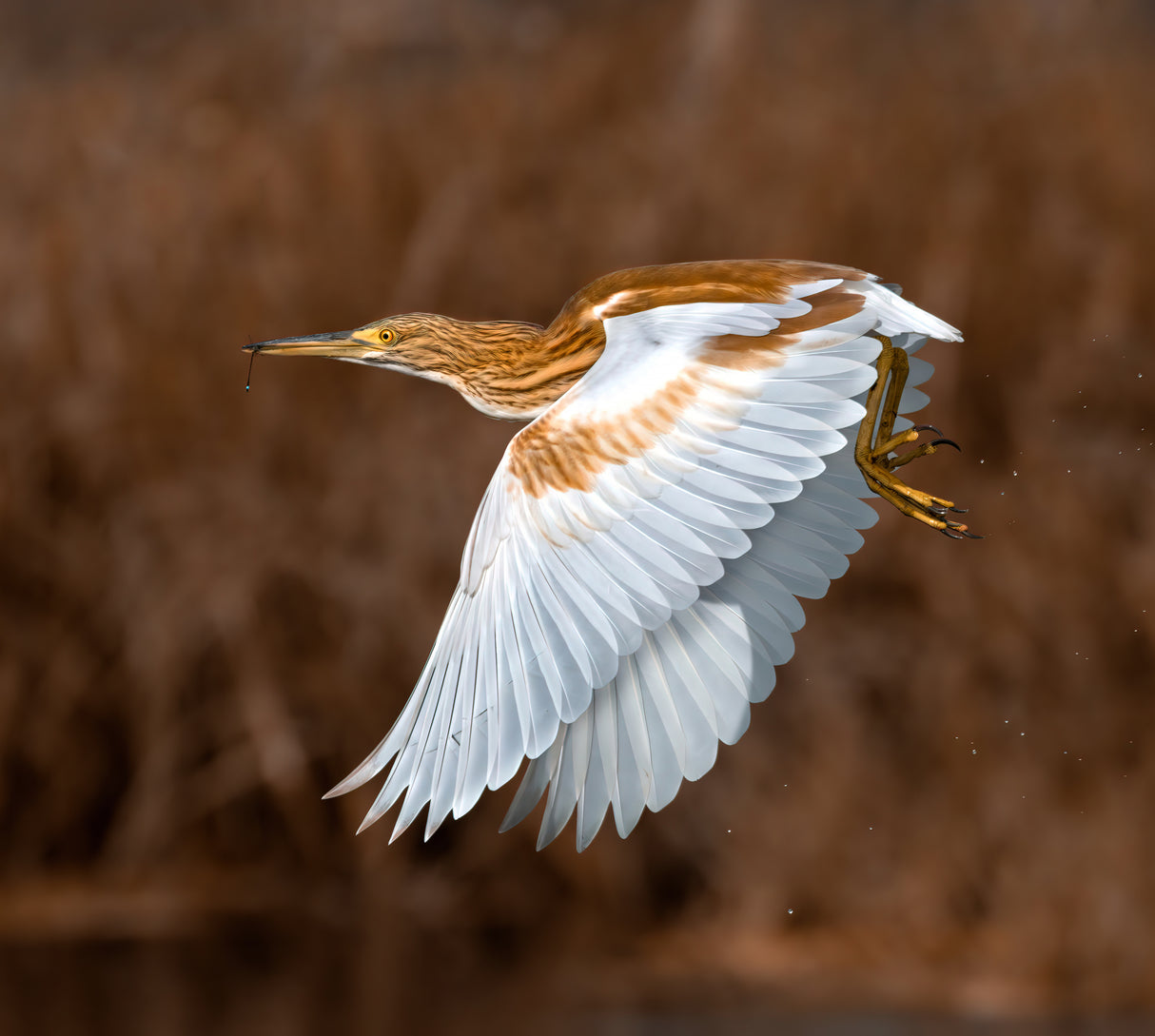 GOLDEN HERON Poster och Canvastavla