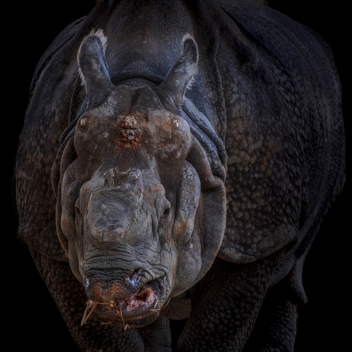 Fantastic animal Poster och Canvastavla