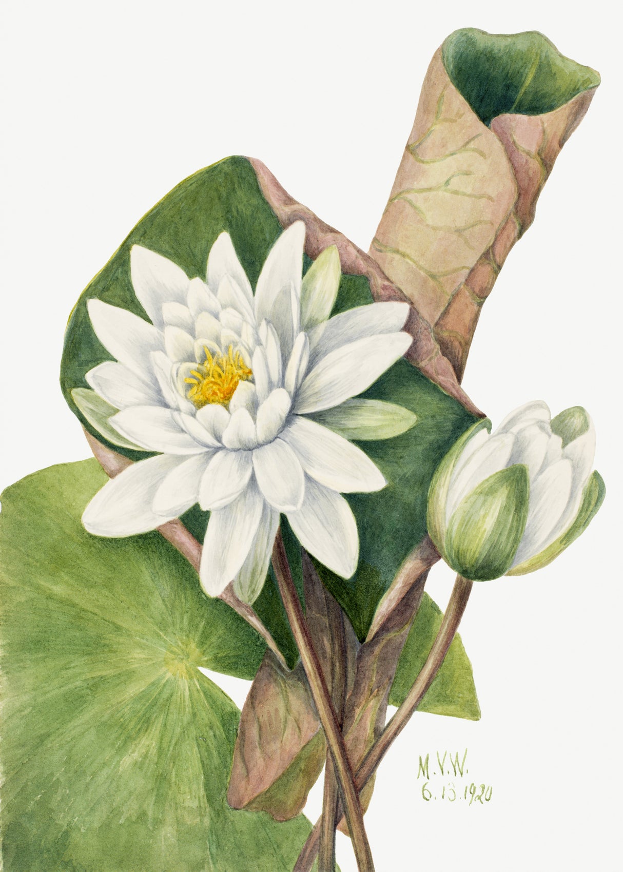 American Waterlily (1920) Poster och Canvastavla