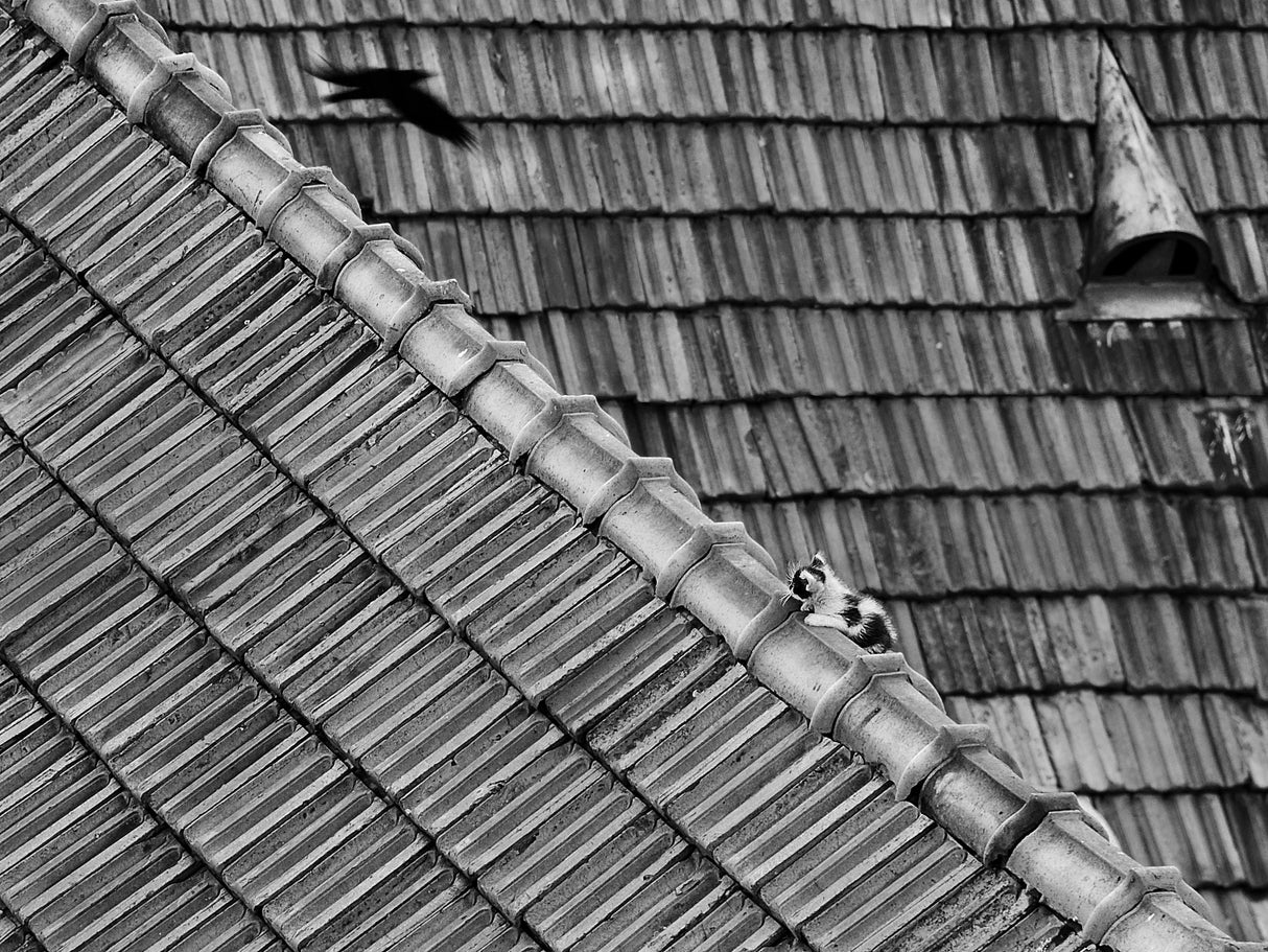 roof cat Poster och Canvastavla