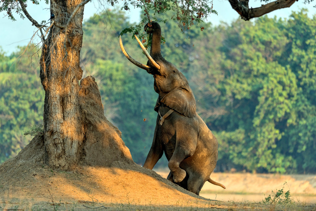 Boswel, the elephant on two legs Poster och Canvastavla