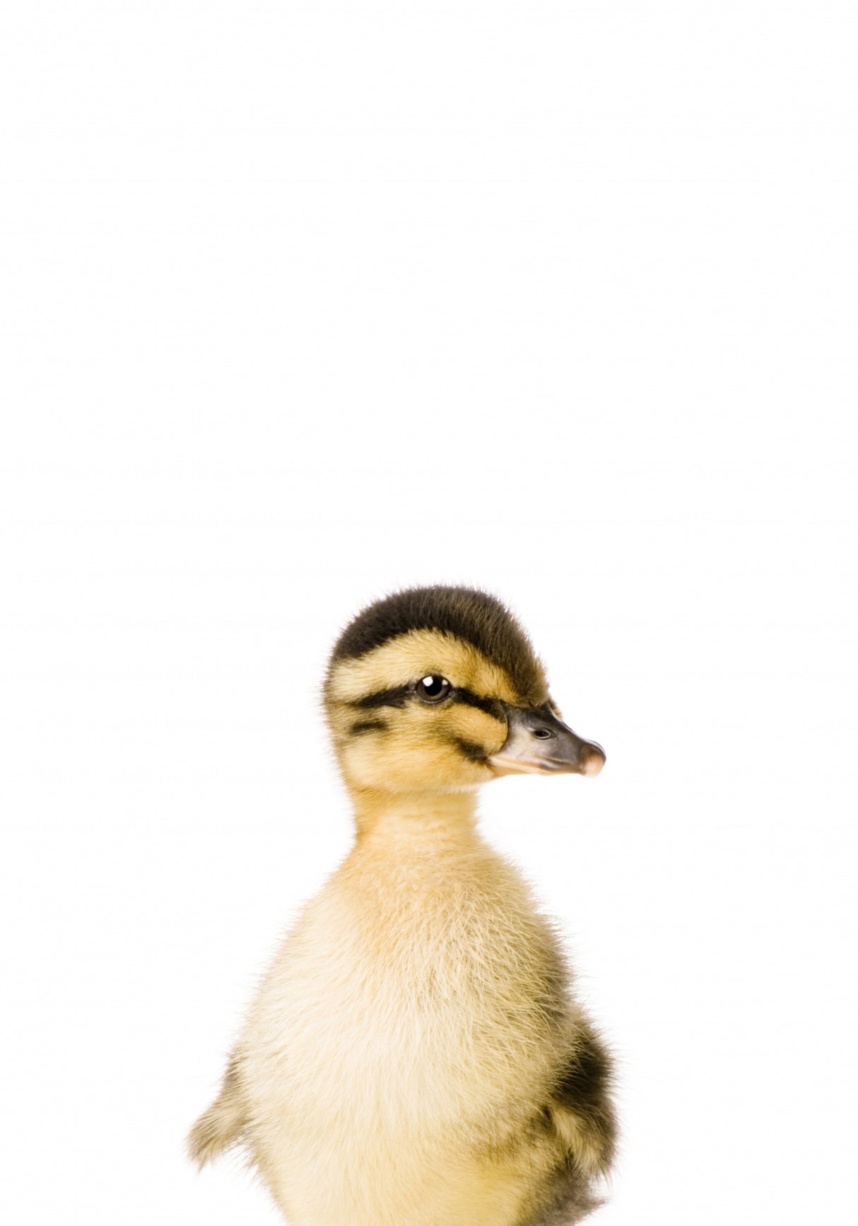 Baby Duck Poster och Canvastavla